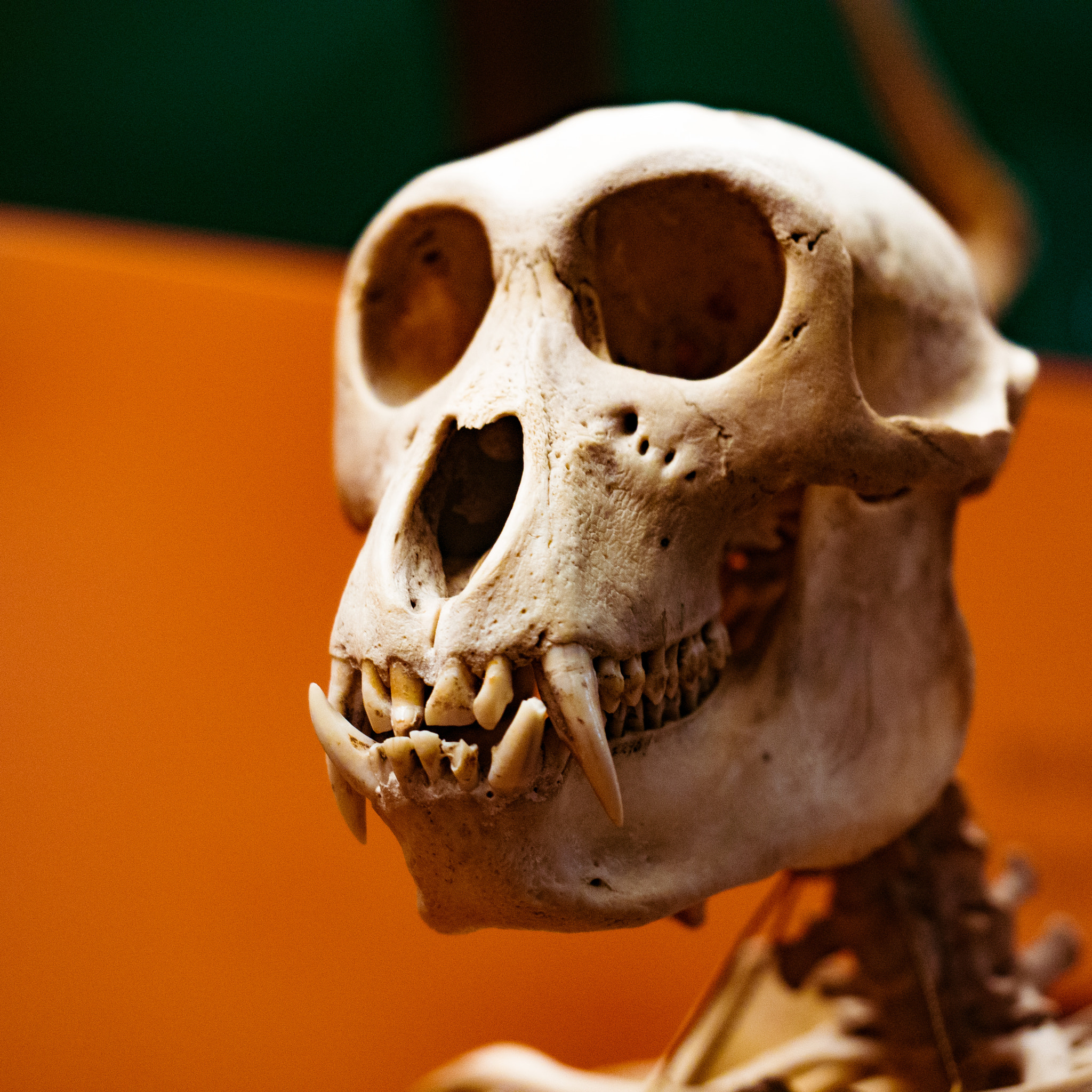 Olympus PEN E-P5 sample photo. Monkey skeleton photography