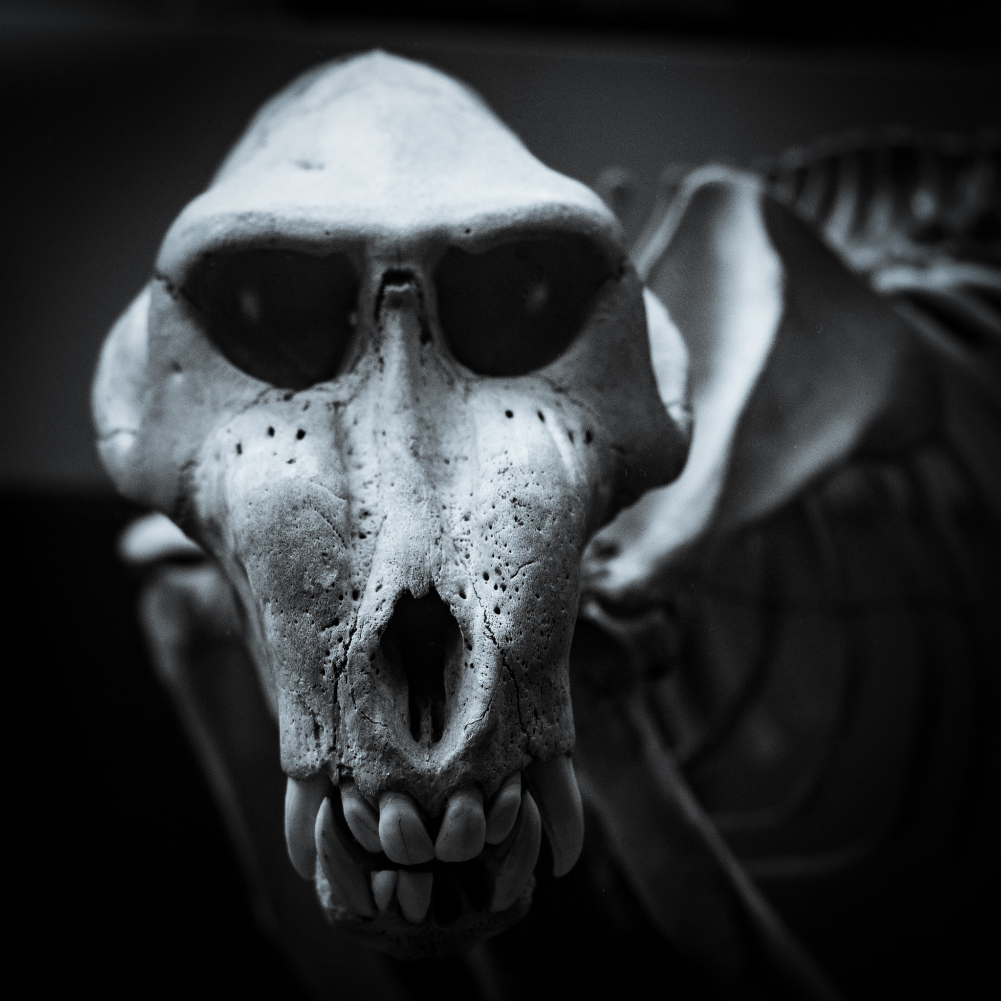 Olympus PEN E-P5 sample photo. Monkey skeleton photography