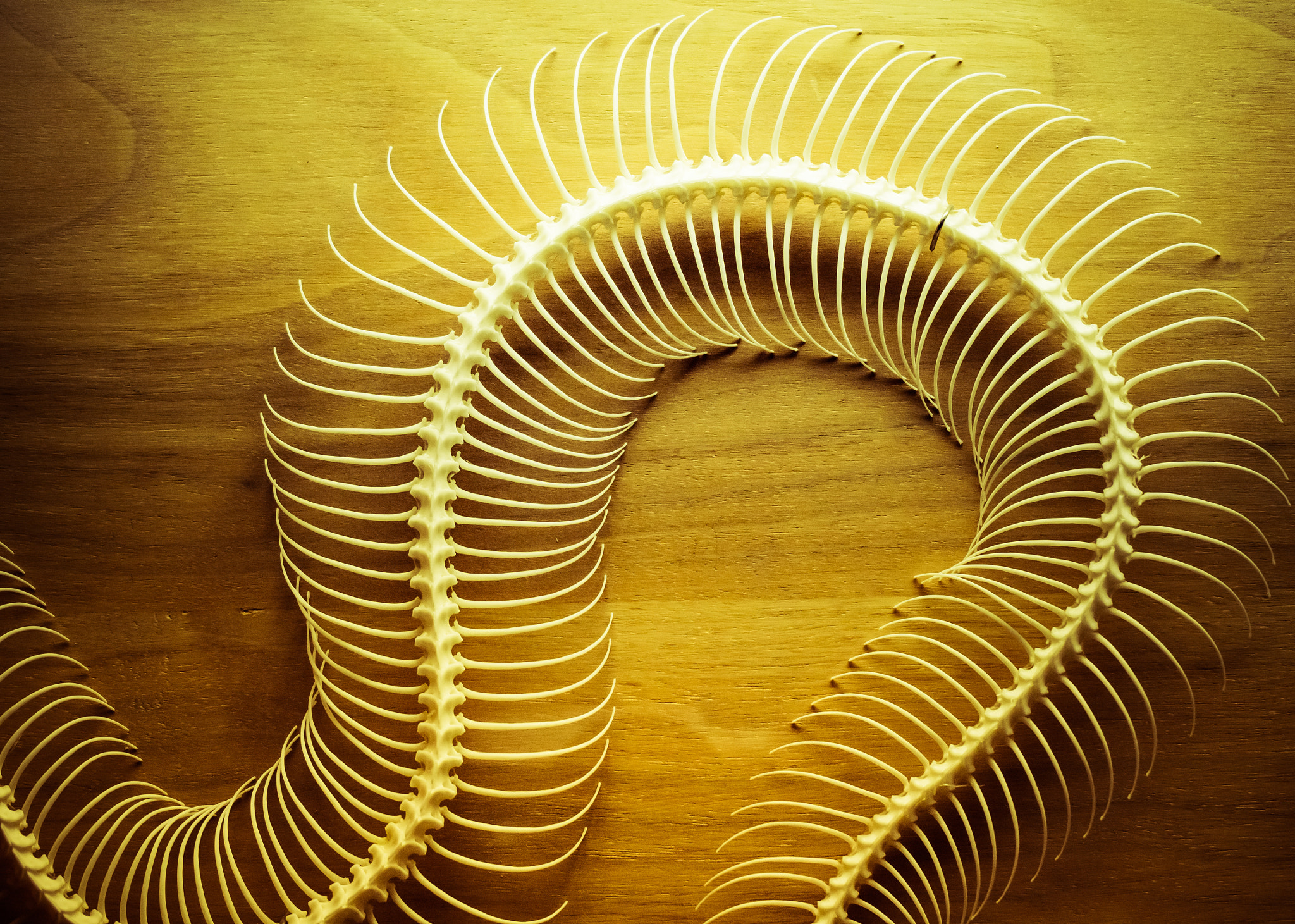 Olympus PEN E-P5 sample photo. Snake skeleton photography