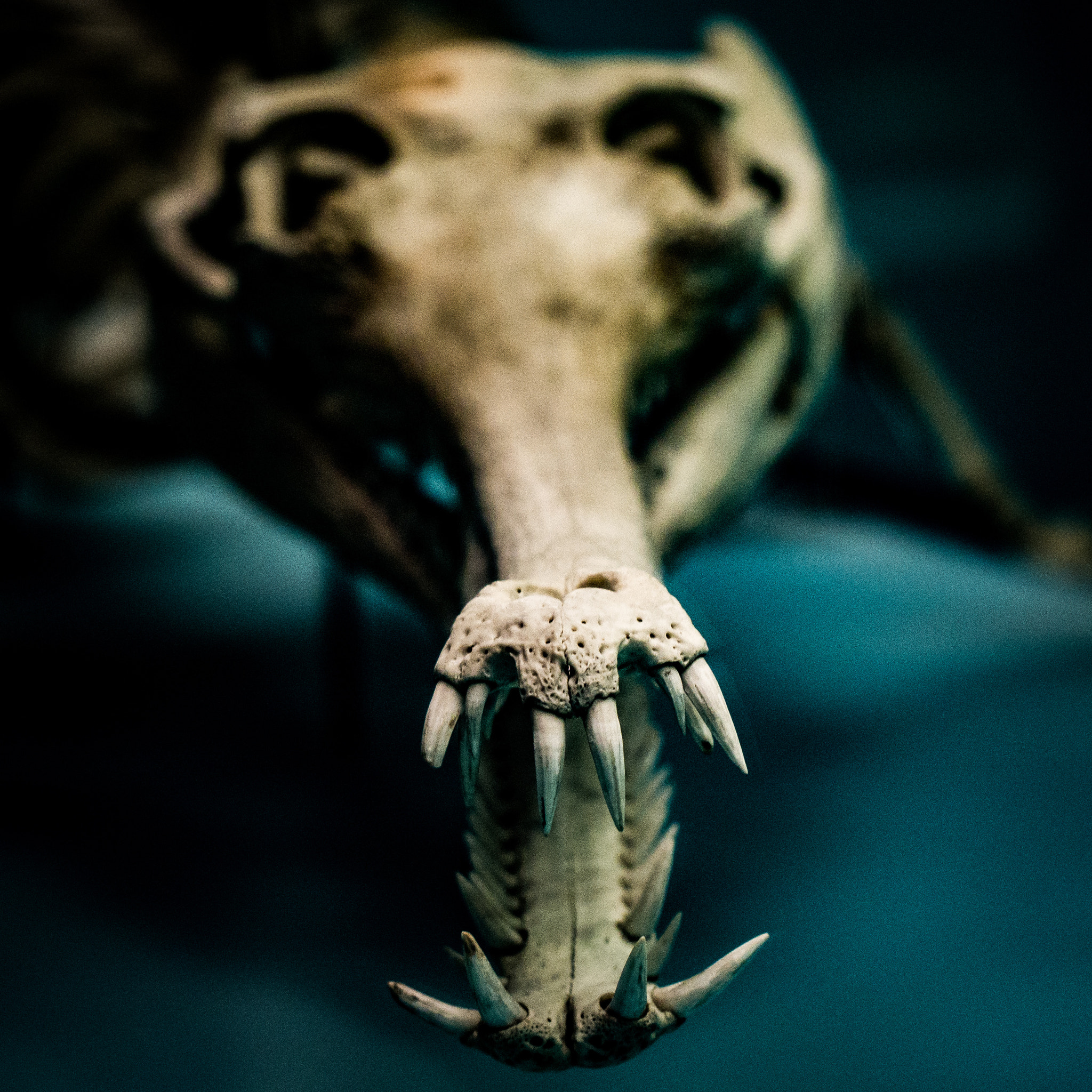 Olympus PEN E-P5 sample photo. Gator skeleton photography