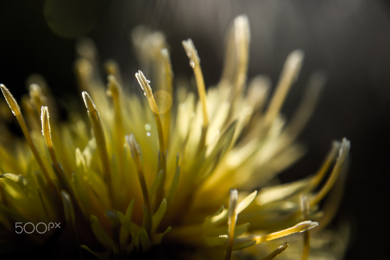 Canon EF-S 18-55mm F3.5-5.6 sample photo. Look deep into nature, and then you will understand everything better. albert einstein photography