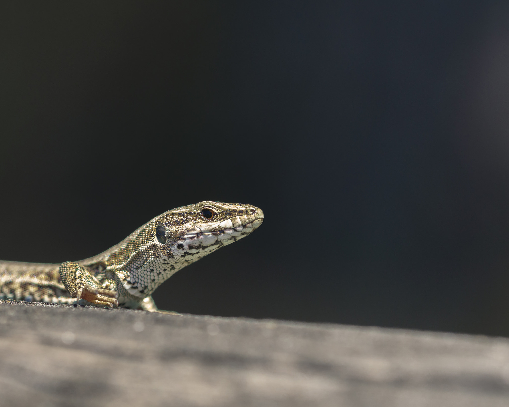 Sony ILCA-77M2 + 105mm F2.8 sample photo. What ? photography