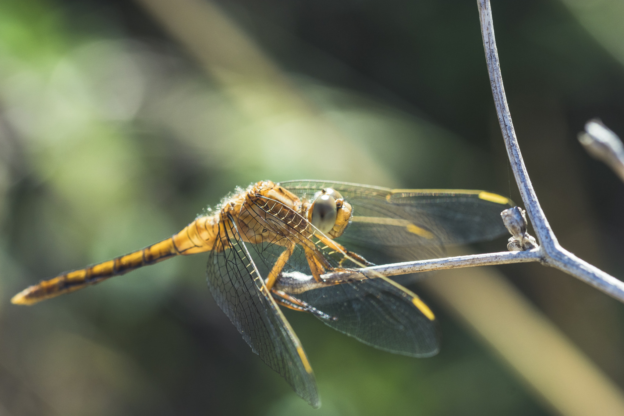 Sony ILCA-77M2 + 105mm F2.8 sample photo. Wings photography