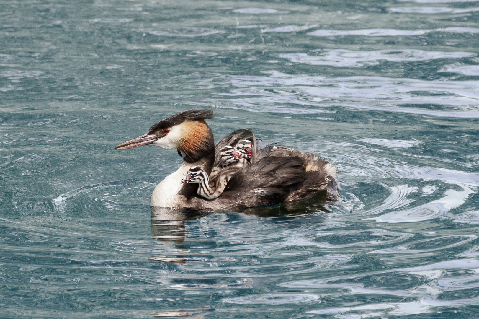 Sigma 70-200mm F2.8 EX DG OS HSM sample photo. Mother grebe with her kids photography