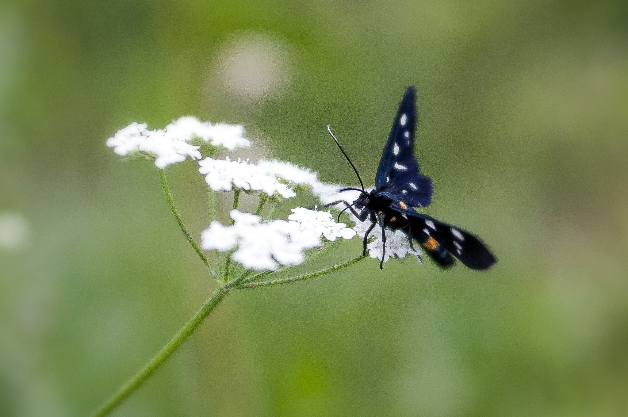 Nikon D90 + AF Zoom-Nikkor 35-70mm f/2.8D sample photo. First butterfly of summer photography