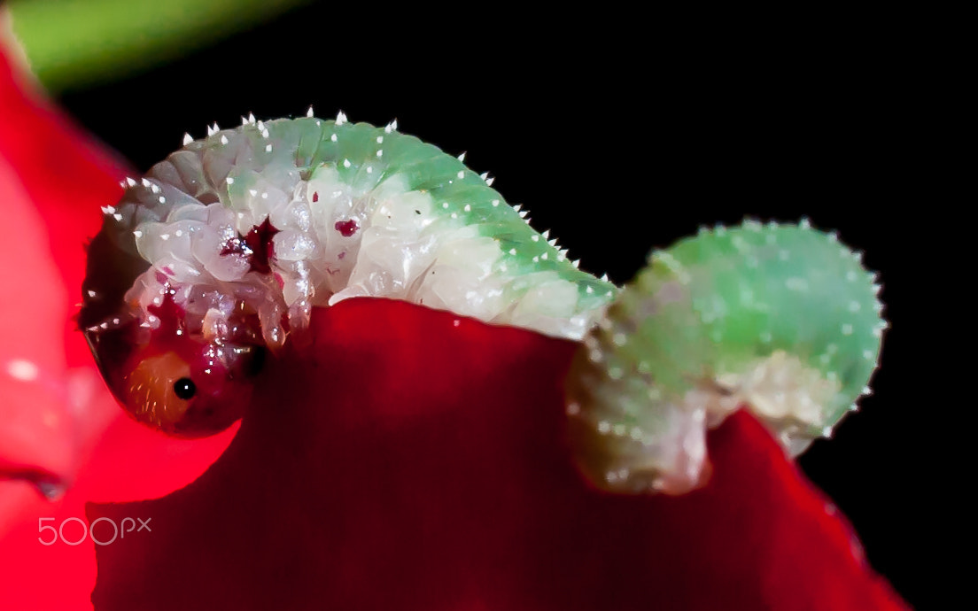 Nikon D3000 + Tamron SP 90mm F2.8 Di VC USD 1:1 Macro (F004) sample photo. Small worm on my roses photography