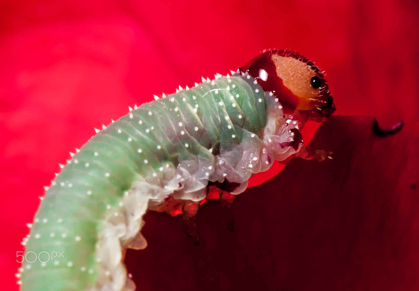 Nikon D3000 sample photo. Small worm on my roses photography