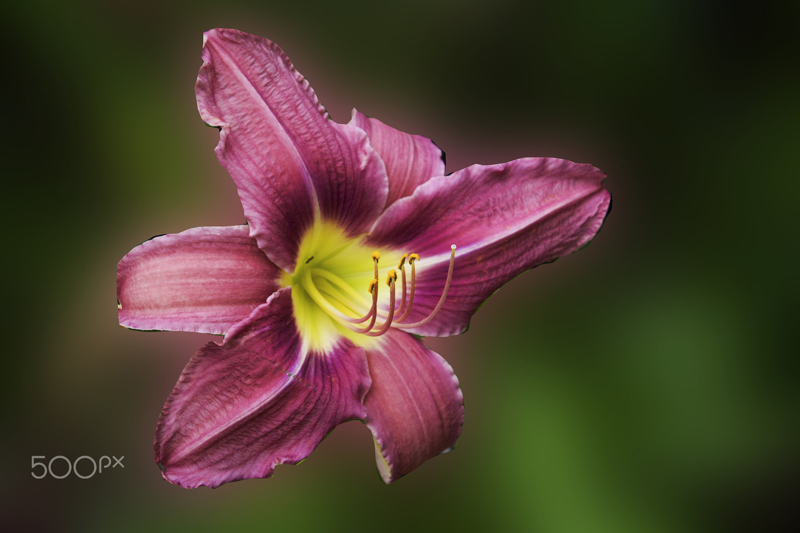 Nikon 1 J4 sample photo. Day lilly on a green background photography