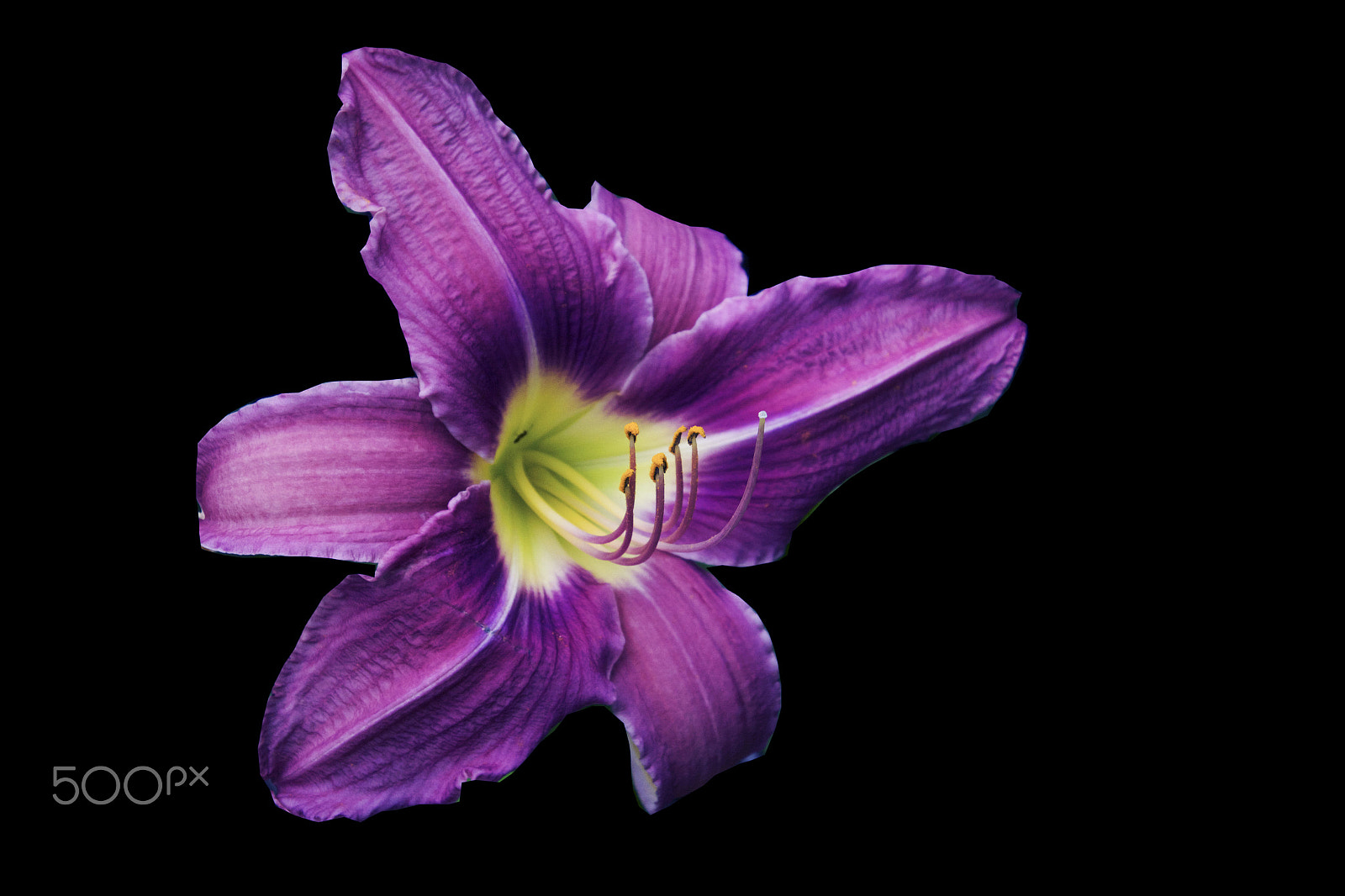 Nikon 1 J4 sample photo. Day lilly on a black background photography