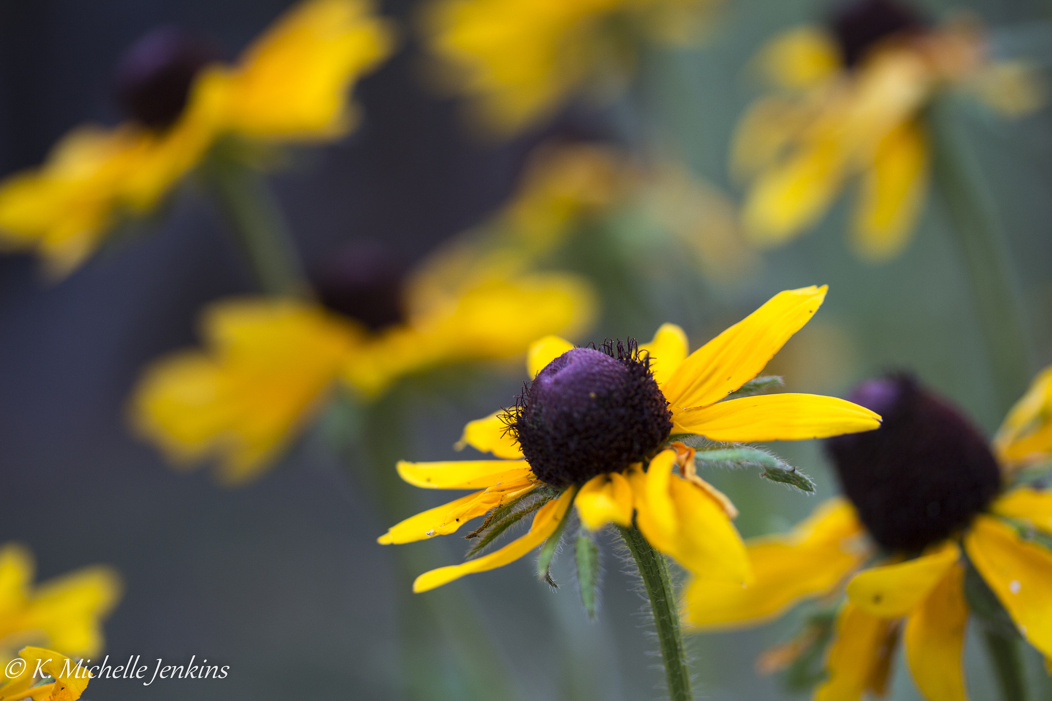 Canon EF-S 60mm F2.8 Macro USM sample photo. Flowers 2 photography