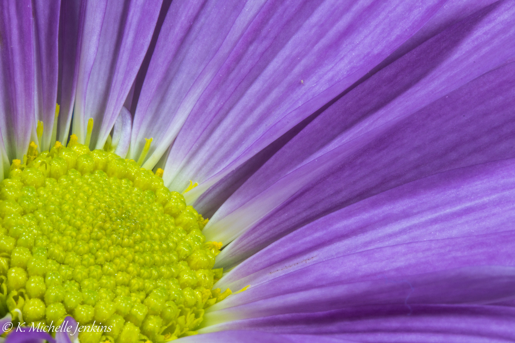 Canon EF-S 60mm F2.8 Macro USM sample photo. Flowers 1 photography