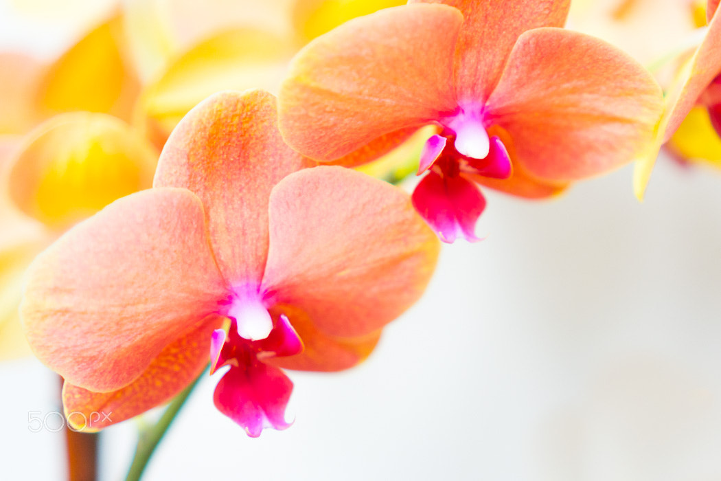 Sony E 35mm F1.8 OSS sample photo. Simple orchid photography