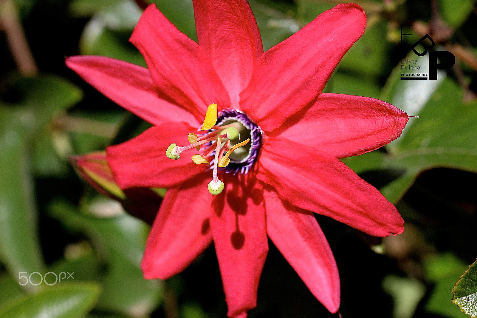 Canon EF 100mm F2.8L Macro IS USM sample photo. Macro by edyta photography