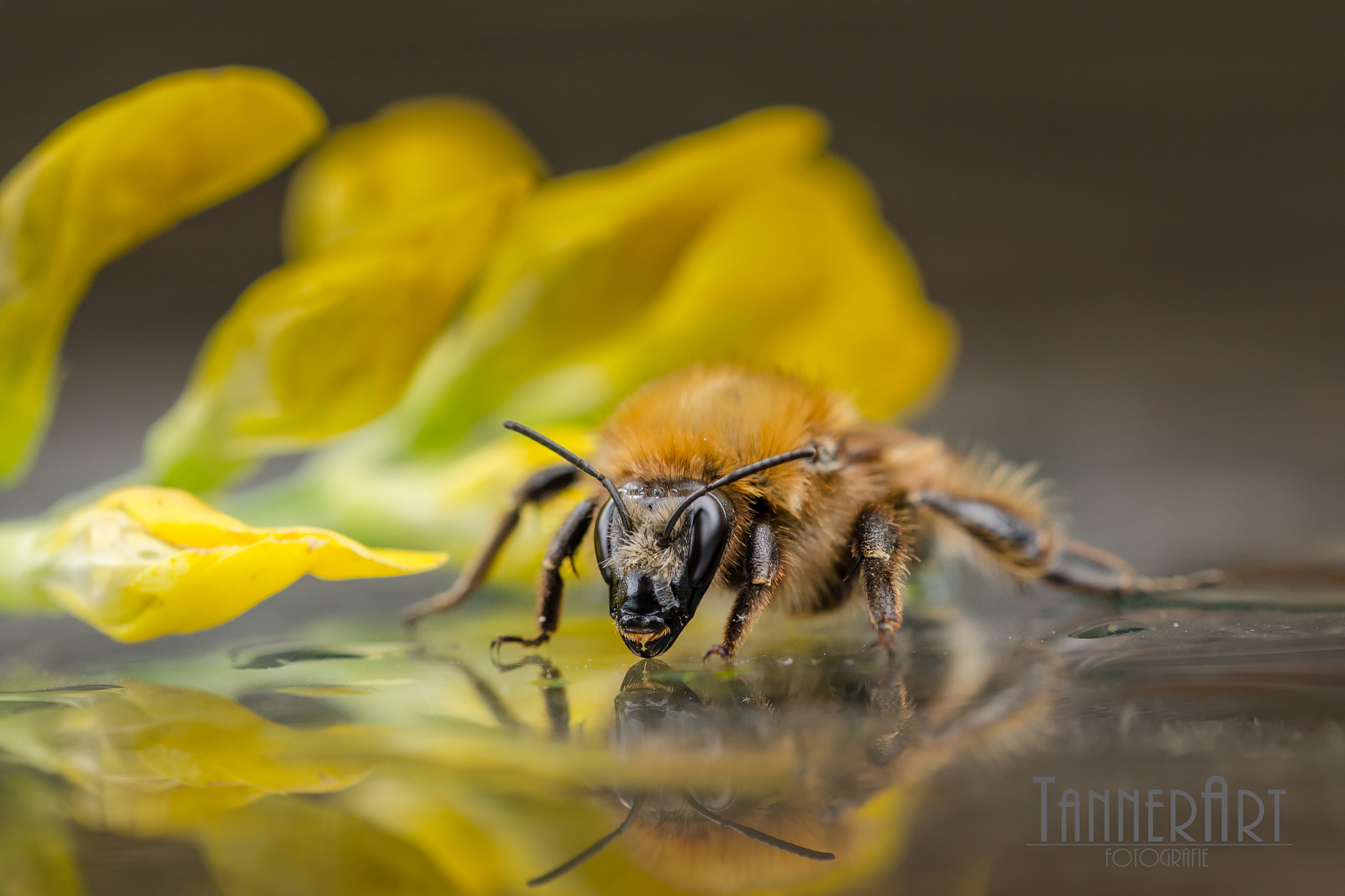 Sigma 150mm F2.8 EX DG OS Macro HSM sample photo. Biene photography