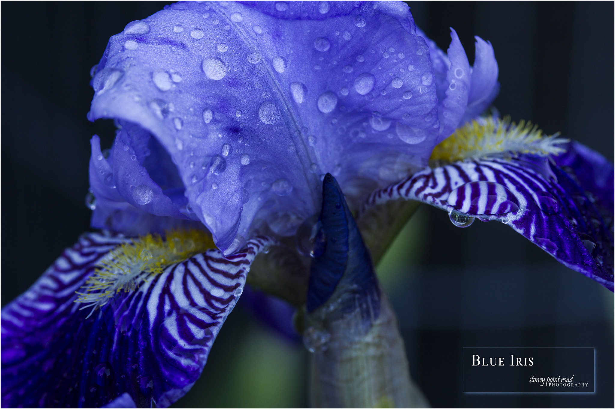 Canon EF-S 60mm F2.8 Macro USM sample photo. Blue iris photography