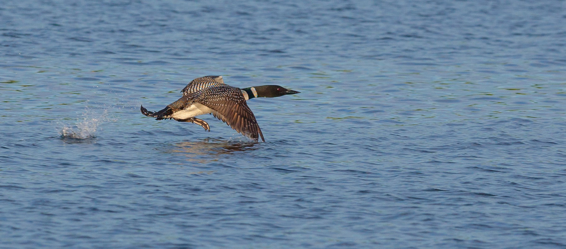 Canon EF 300mm F2.8L IS II USM sample photo. Reaching take-off velocity photography