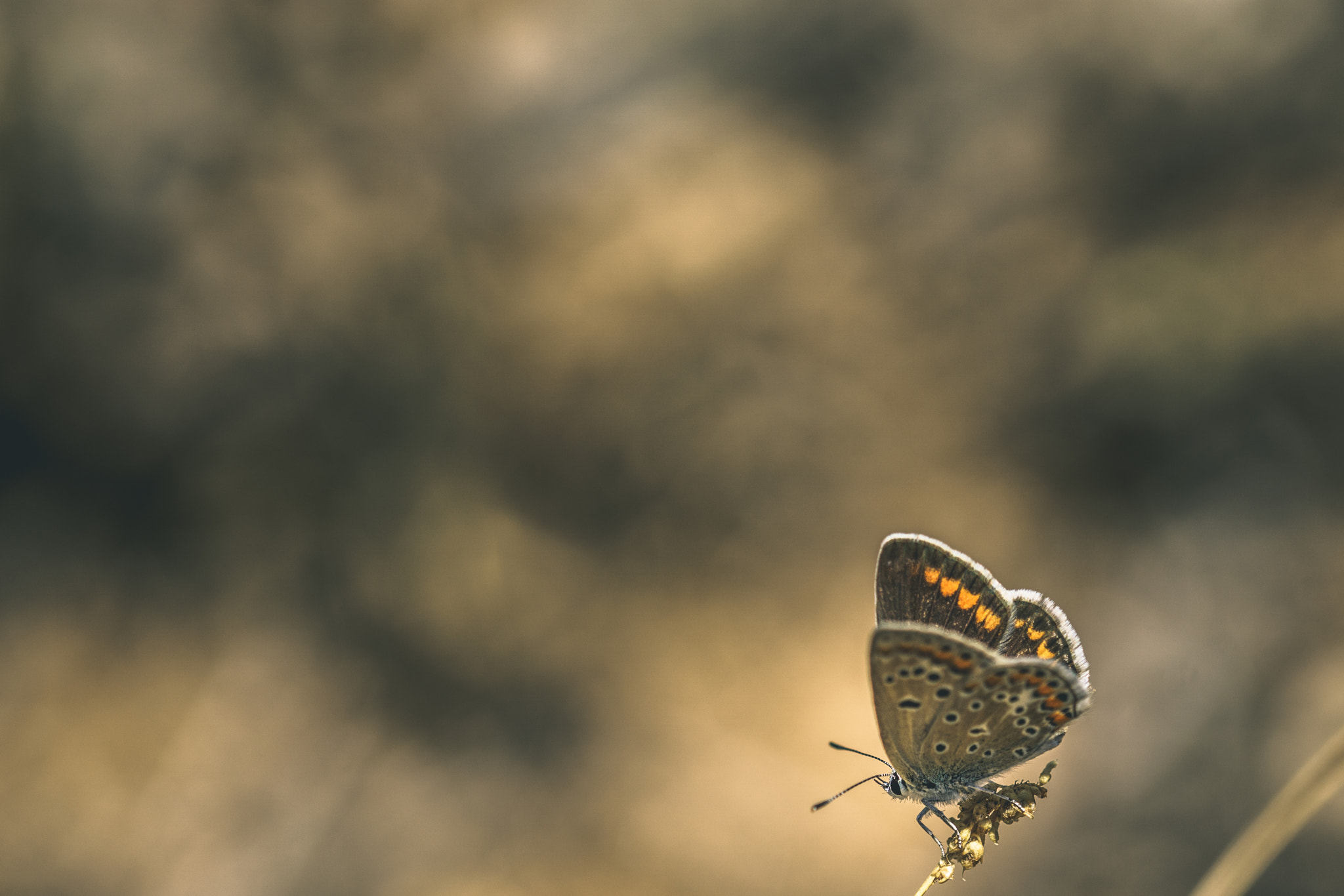 Sony ILCA-77M2 + 105mm F2.8 sample photo. The dark knight photography