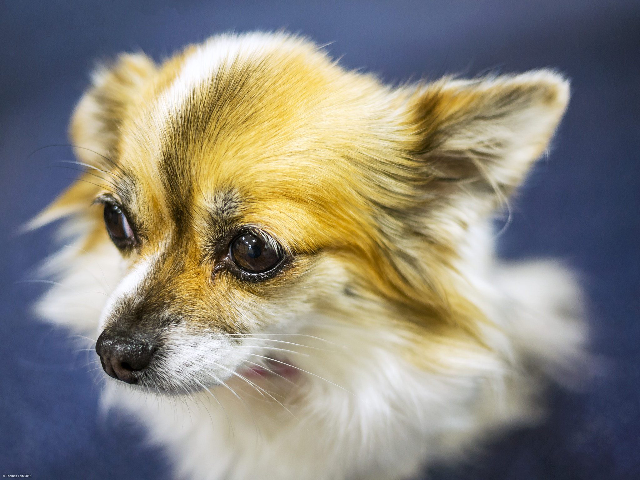 Panasonic Lumix DMC-G2 + Panasonic Lumix G 20mm F1.7 ASPH sample photo. Mein erstes hundeportrait photography