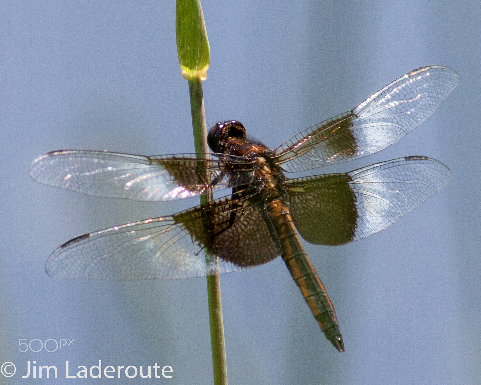 Canon EOS 70D + Canon EF 400mm F5.6L USM sample photo. Dragonfly photography