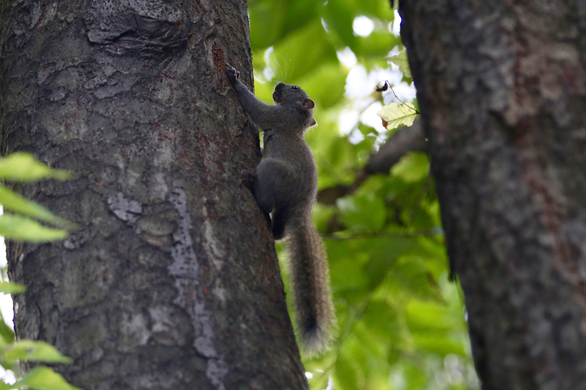 Canon EF 70-200mm F2.8L IS II USM sample photo. 松鼠 photography