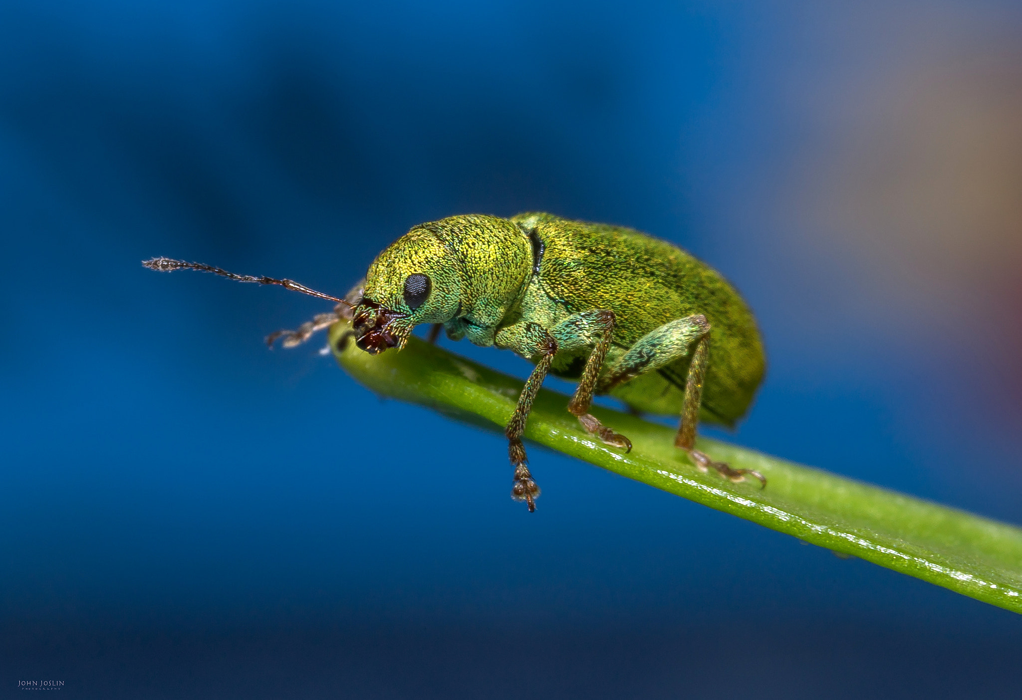 Canon MP-E 65mm F2.5 1-5x Macro Photo sample photo. Green weevil photography