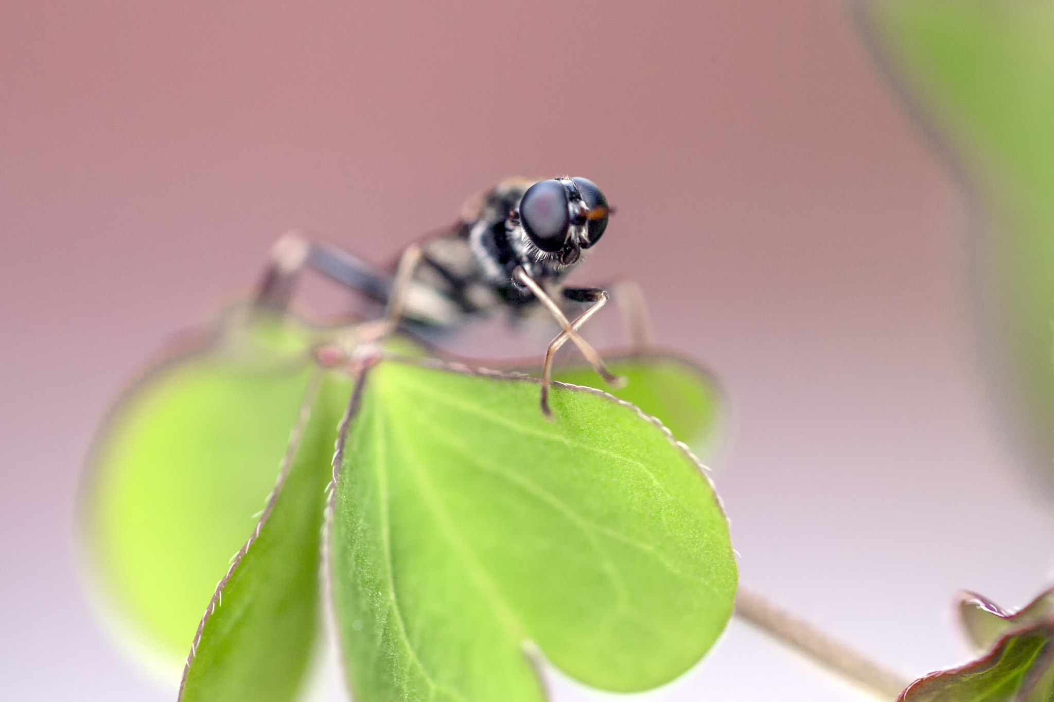 Canon EF 100mm F2.8L Macro IS USM sample photo. I only have eyes for you dear photography