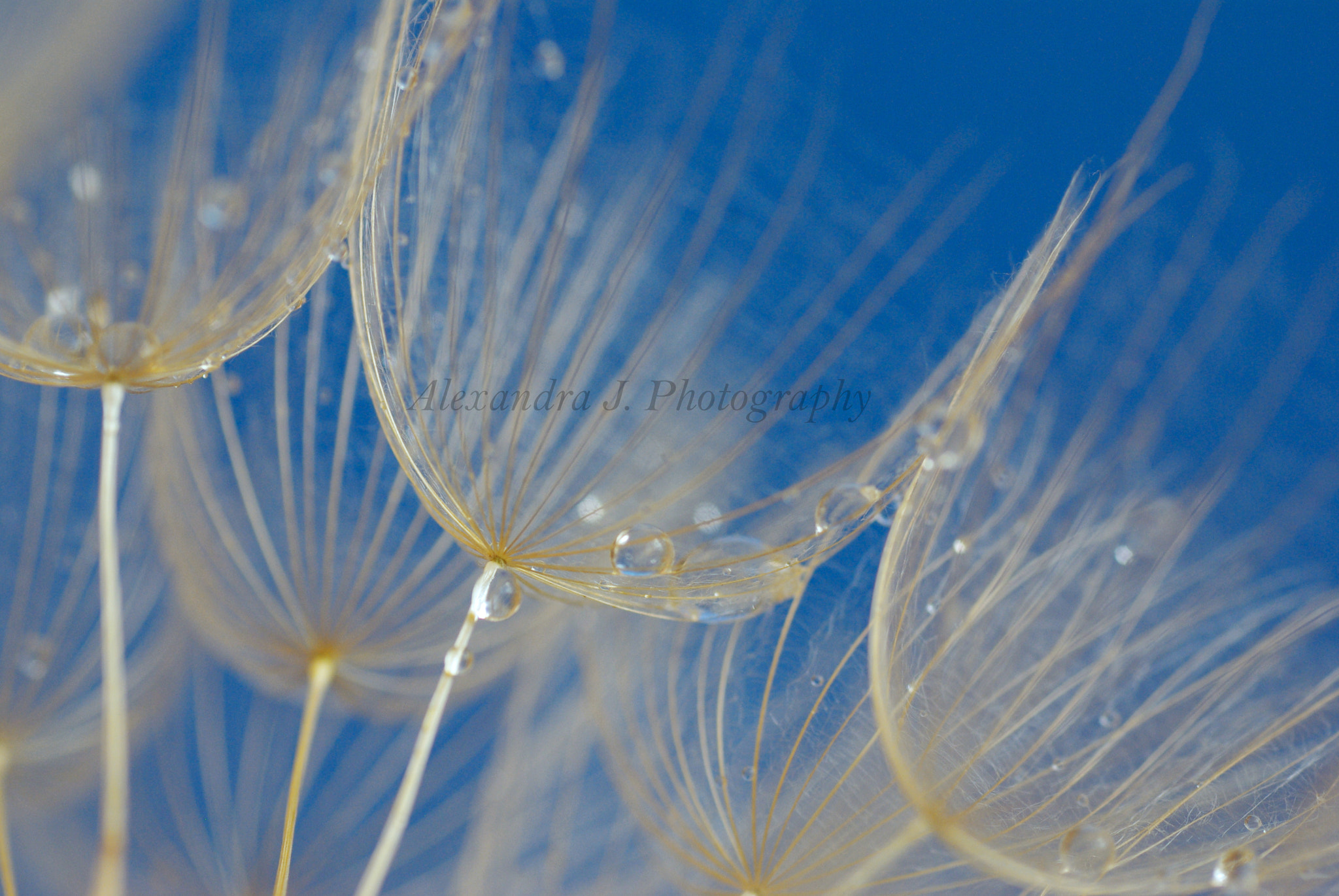 Tamron SP AF 90mm F2.8 Di Macro sample photo. Tragopogon in blue photography