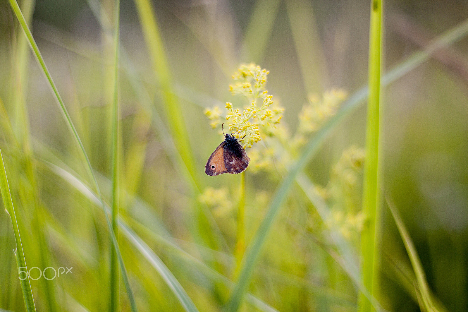 Canon EOS 500D (EOS Rebel T1i / EOS Kiss X3) + Canon EF 50mm F1.8 II sample photo. Butterfly on a flower photography