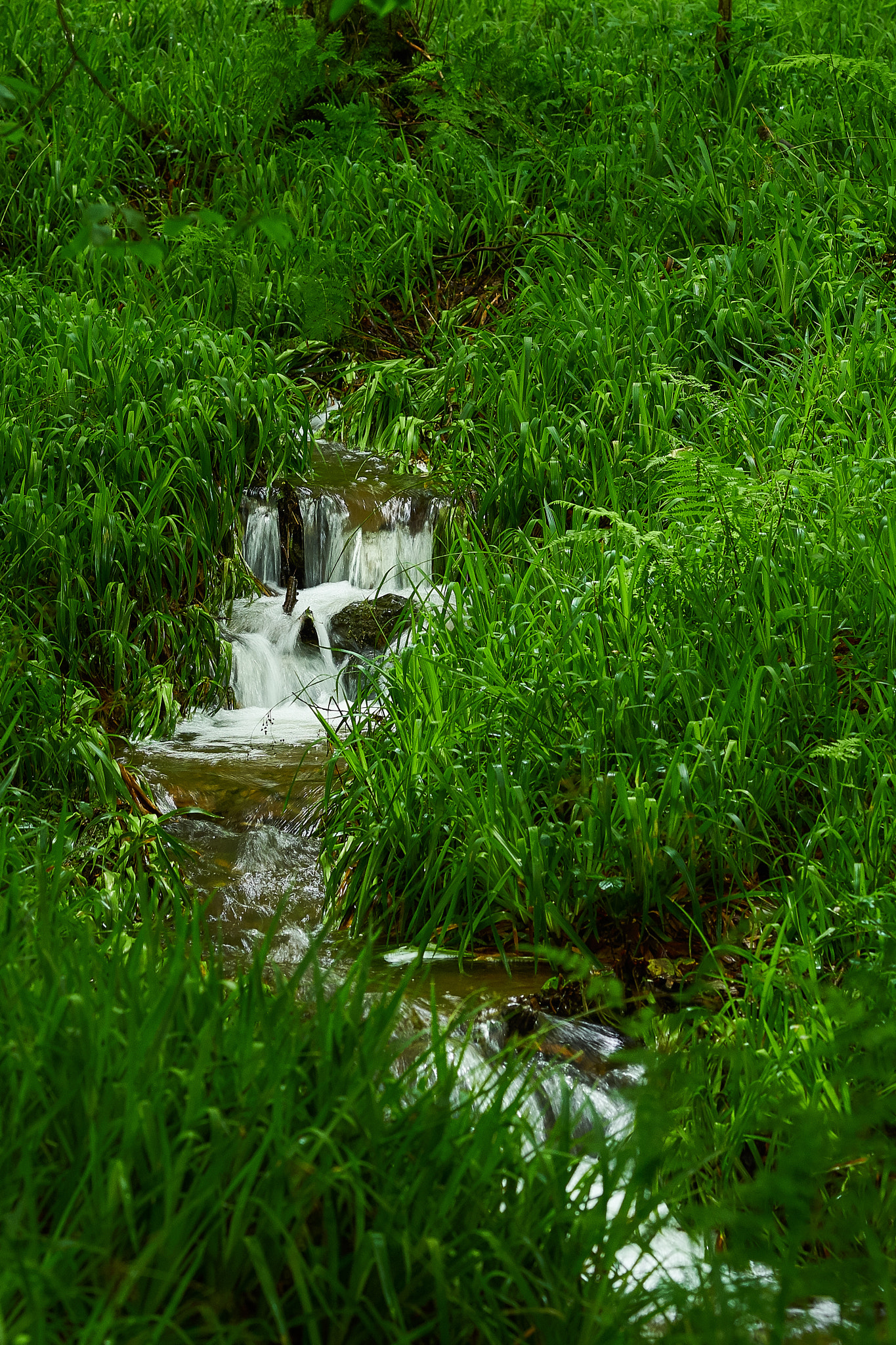 Olympus OM-D E-M1 + Olympus M.Zuiko Digital ED 75mm F1.8 sample photo. Water flowing through grass photography