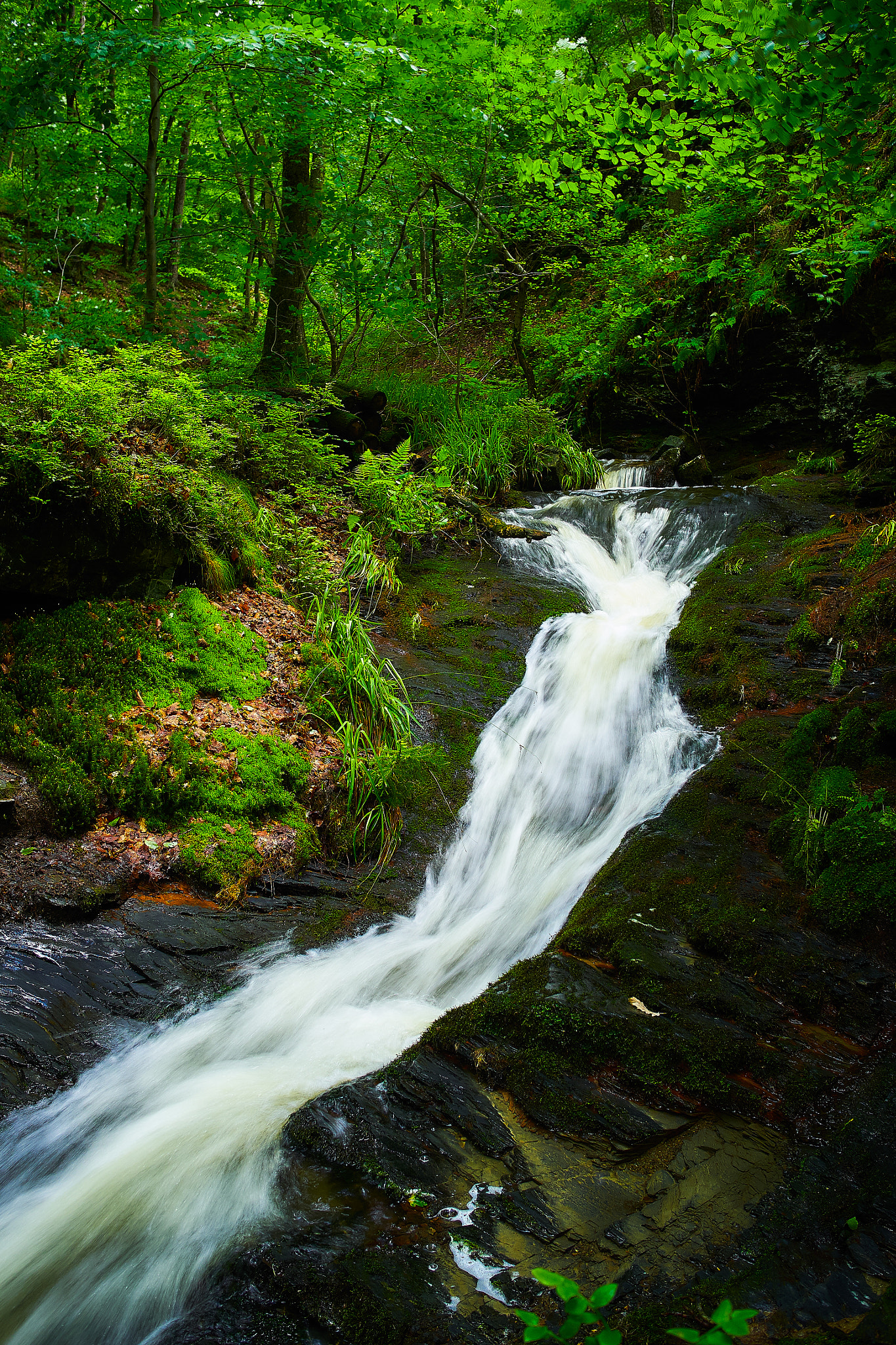 Olympus OM-D E-M1 + LEICA DG SUMMILUX 15/F1.7 sample photo. Little ravine photography