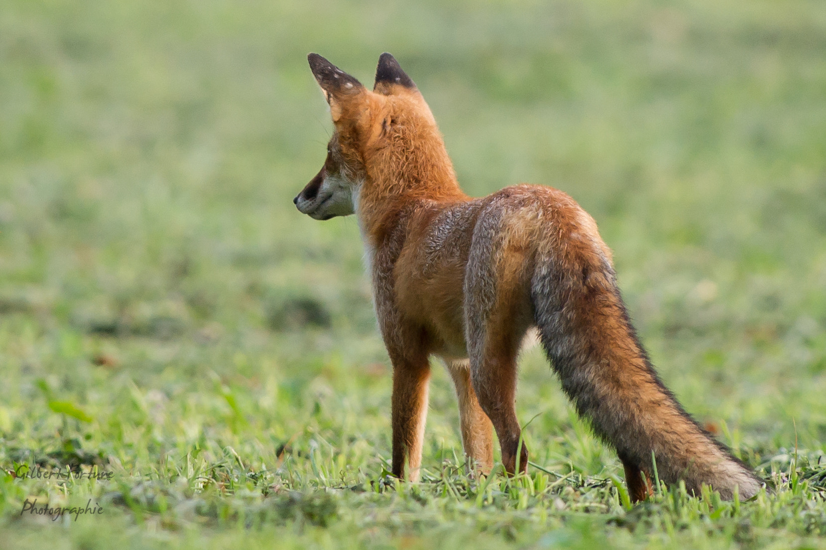 Nikon AF-S Nikkor 300mm F2.8G ED VR II sample photo. Jeune renard photography