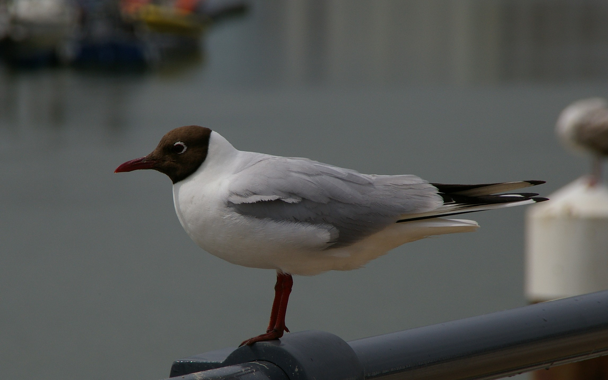Pentax K100D sample photo. Black-headed gull photography