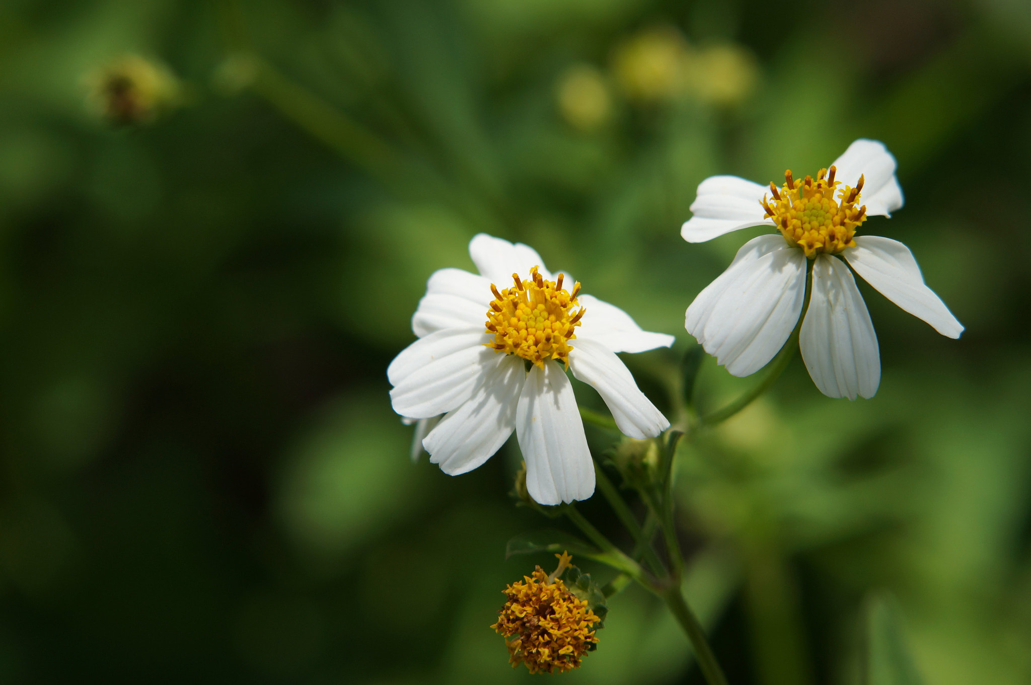 Sony SLT-A57 + Sony DT 55-200mm F4-5.6 SAM sample photo. Flowers photography