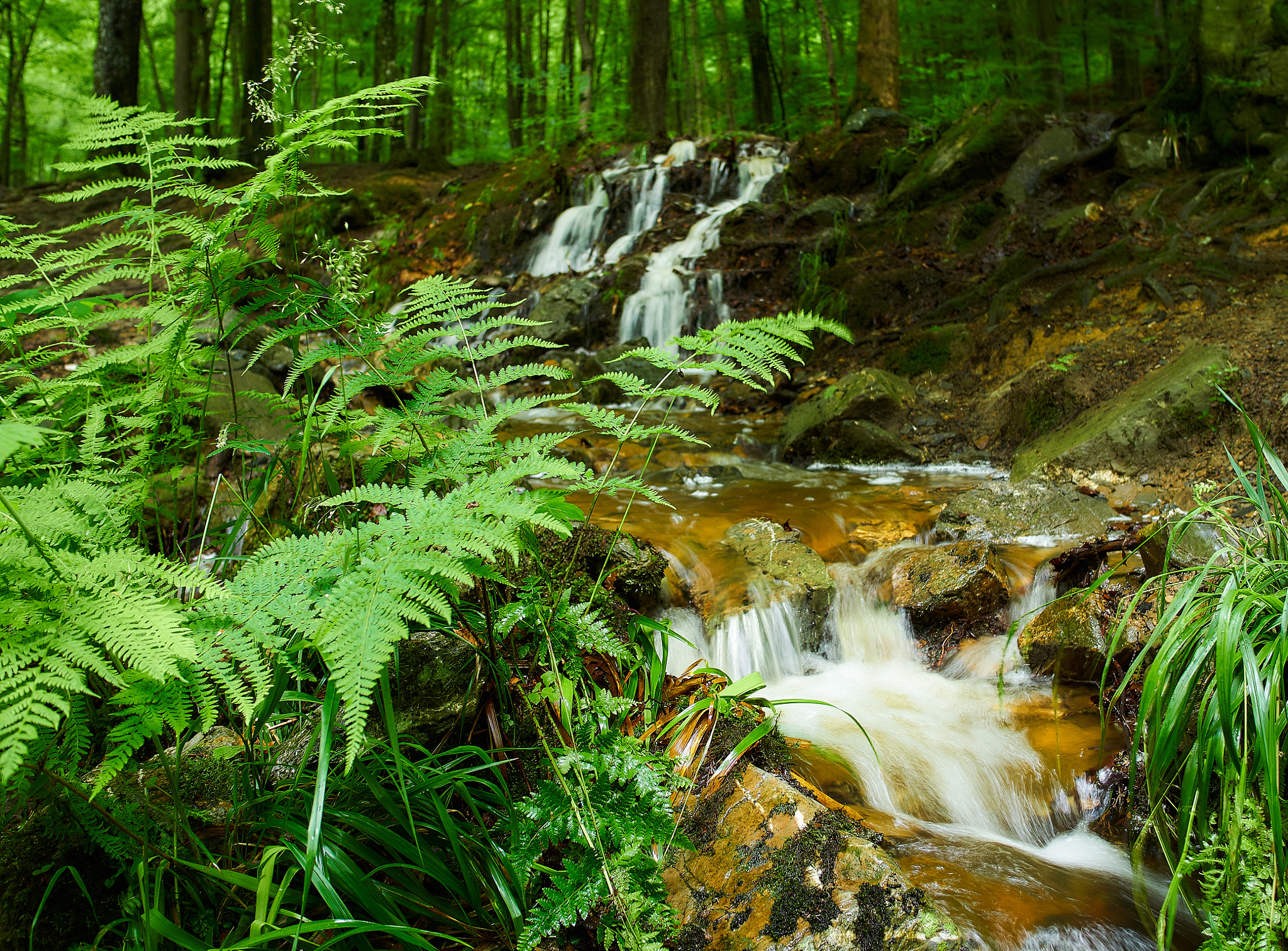 Olympus OM-D E-M1 + LEICA DG SUMMILUX 15/F1.7 sample photo. Ferns and water photography
