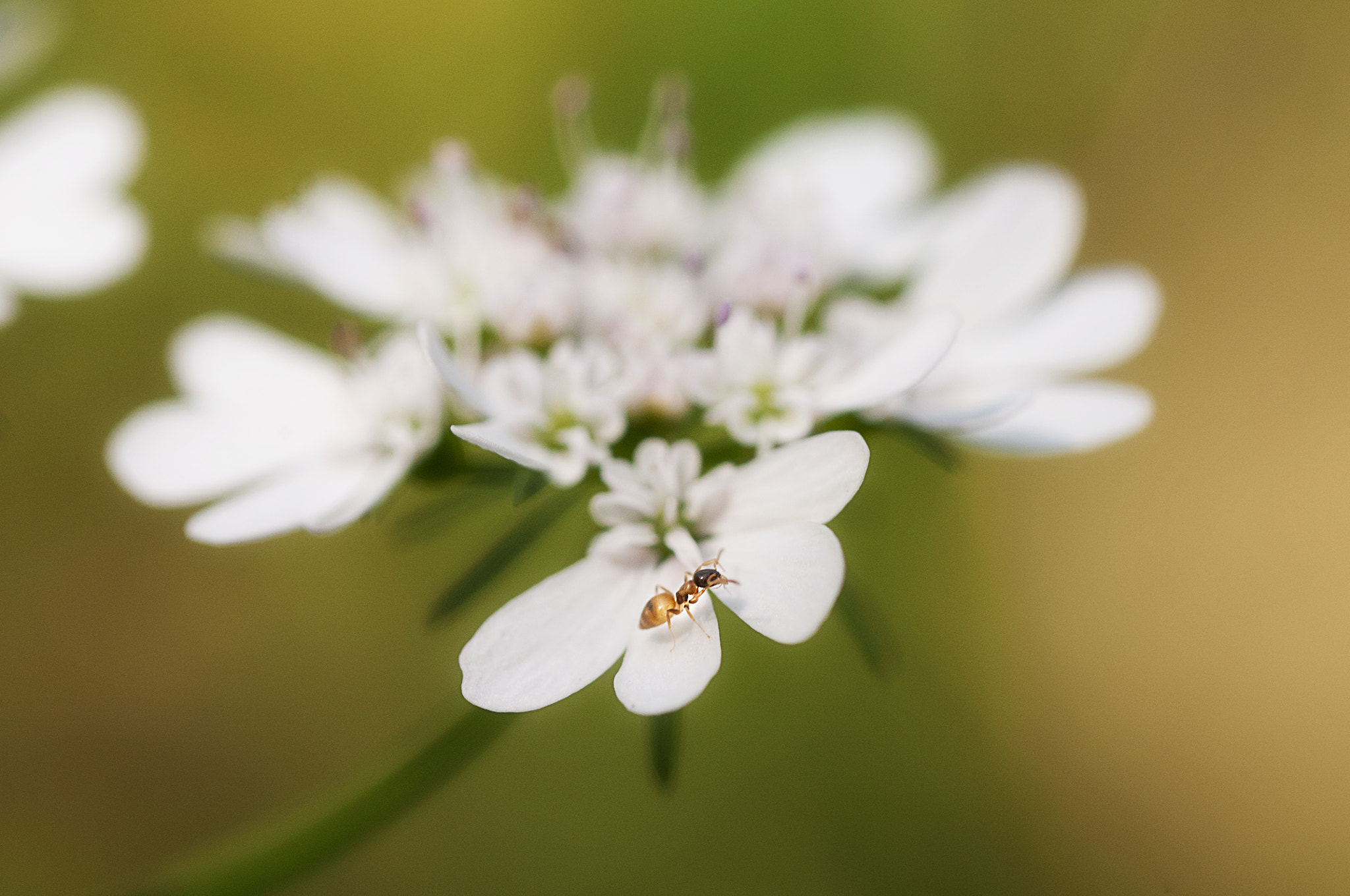 Nikon D300 + Nikon AF Micro-Nikkor 60mm F2.8D sample photo. 花卉上的小螞蟻~ photography