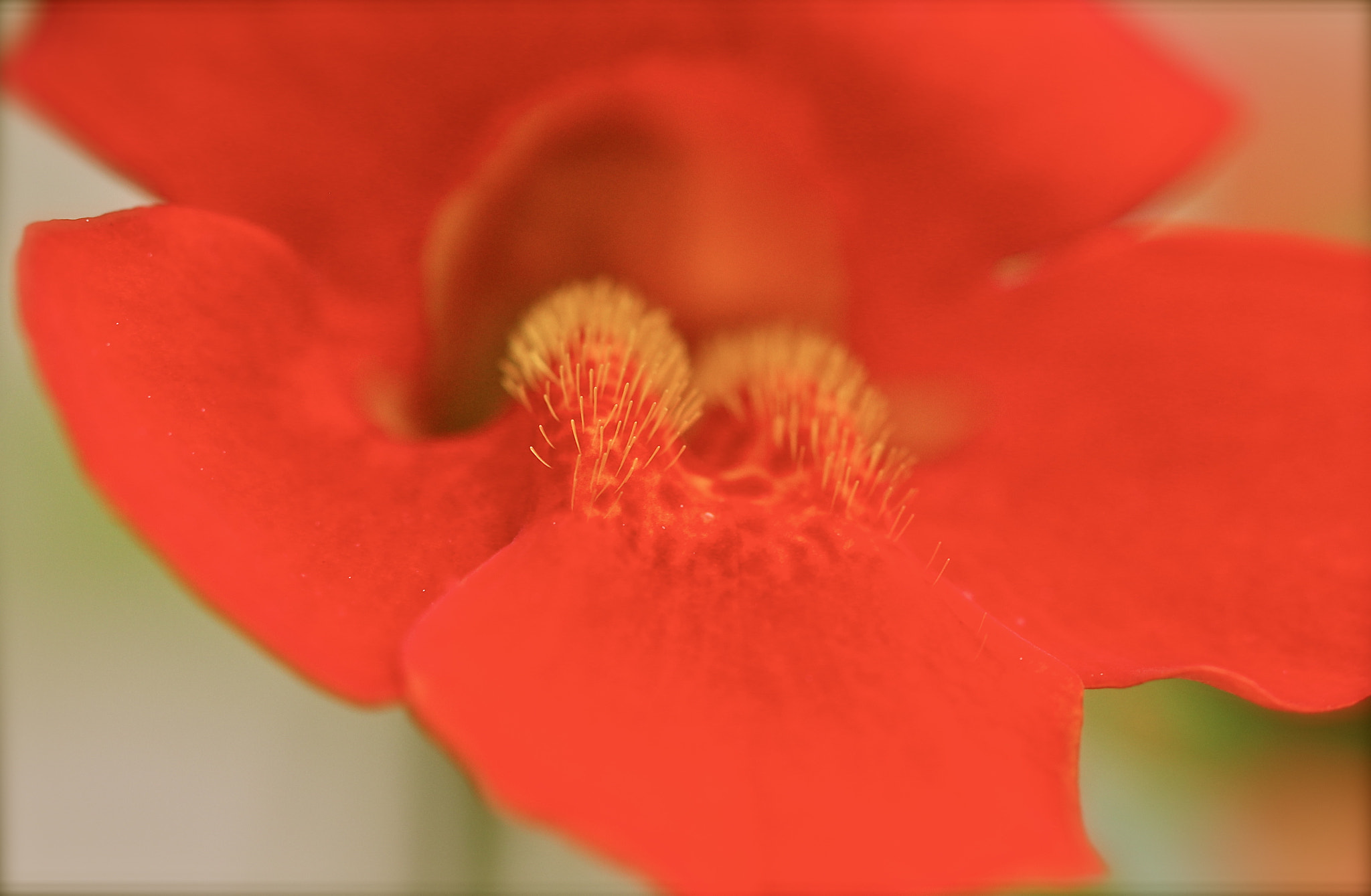 Canon EF 100mm F2.8 Macro USM sample photo. Bristles photography