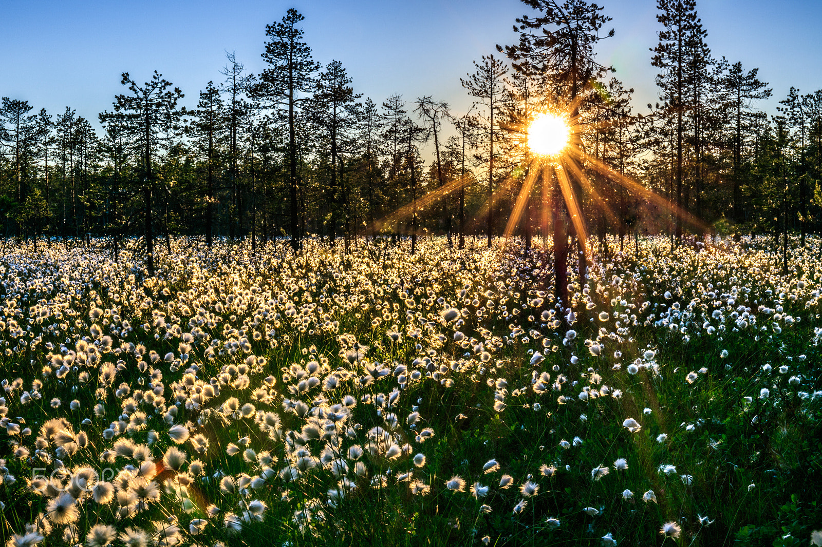 Canon EF 24-70mm F4L IS USM sample photo. Flowering forest photography