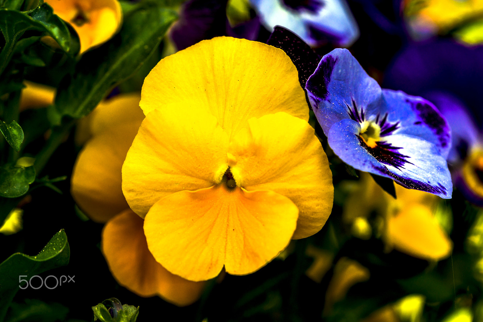 Sony a99 II sample photo. Pansies photography