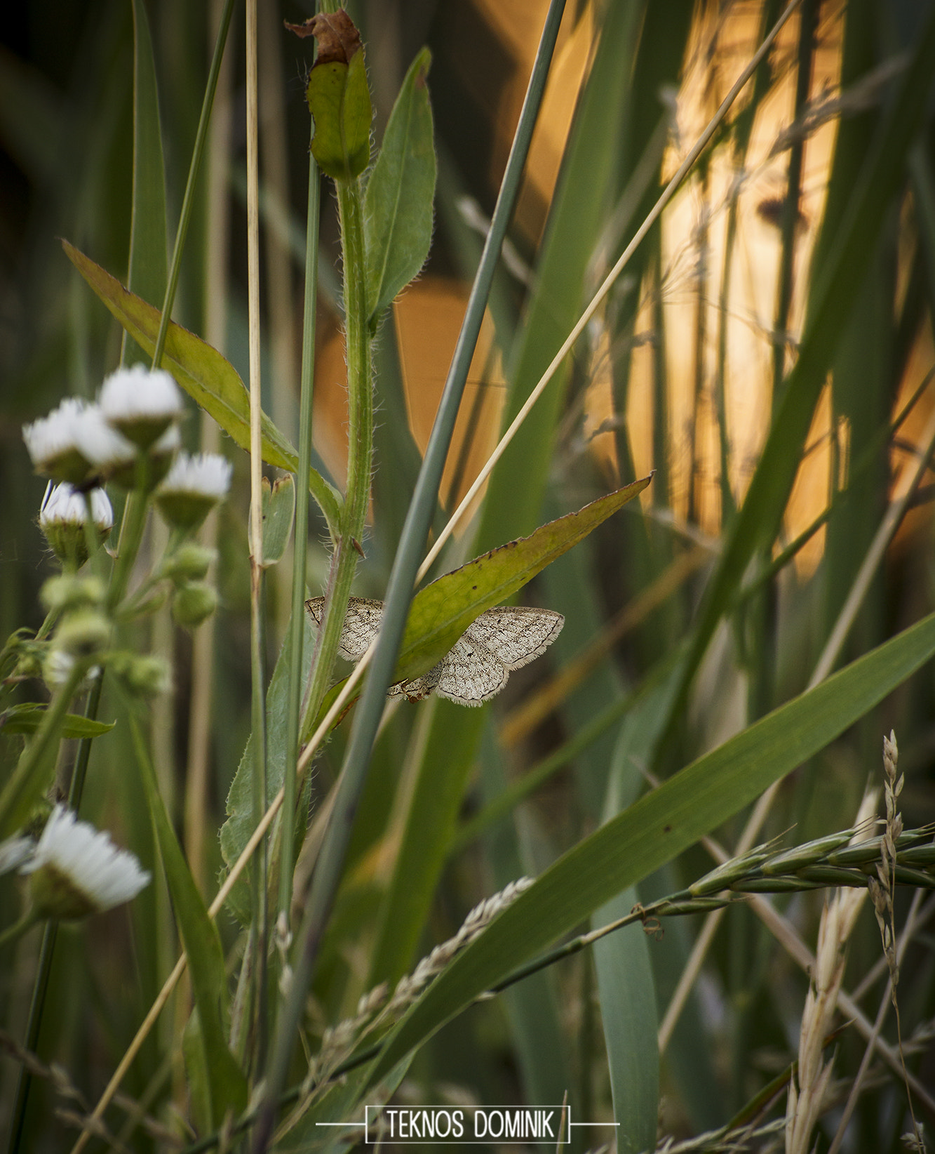 Sigma 55-200mm f/4-5.6 DC sample photo. Egy kis pihenés (a little rest) photography