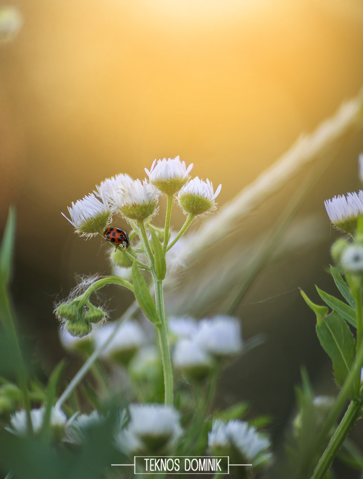 Sigma 55-200mm f/4-5.6 DC sample photo. Katicabogár (lady bug) photography
