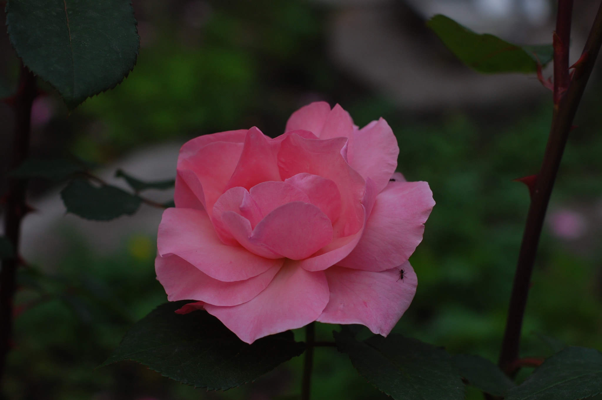 Nikon D40 + Nikon AF-S Nikkor 50mm F1.4G sample photo. Beauty photography
