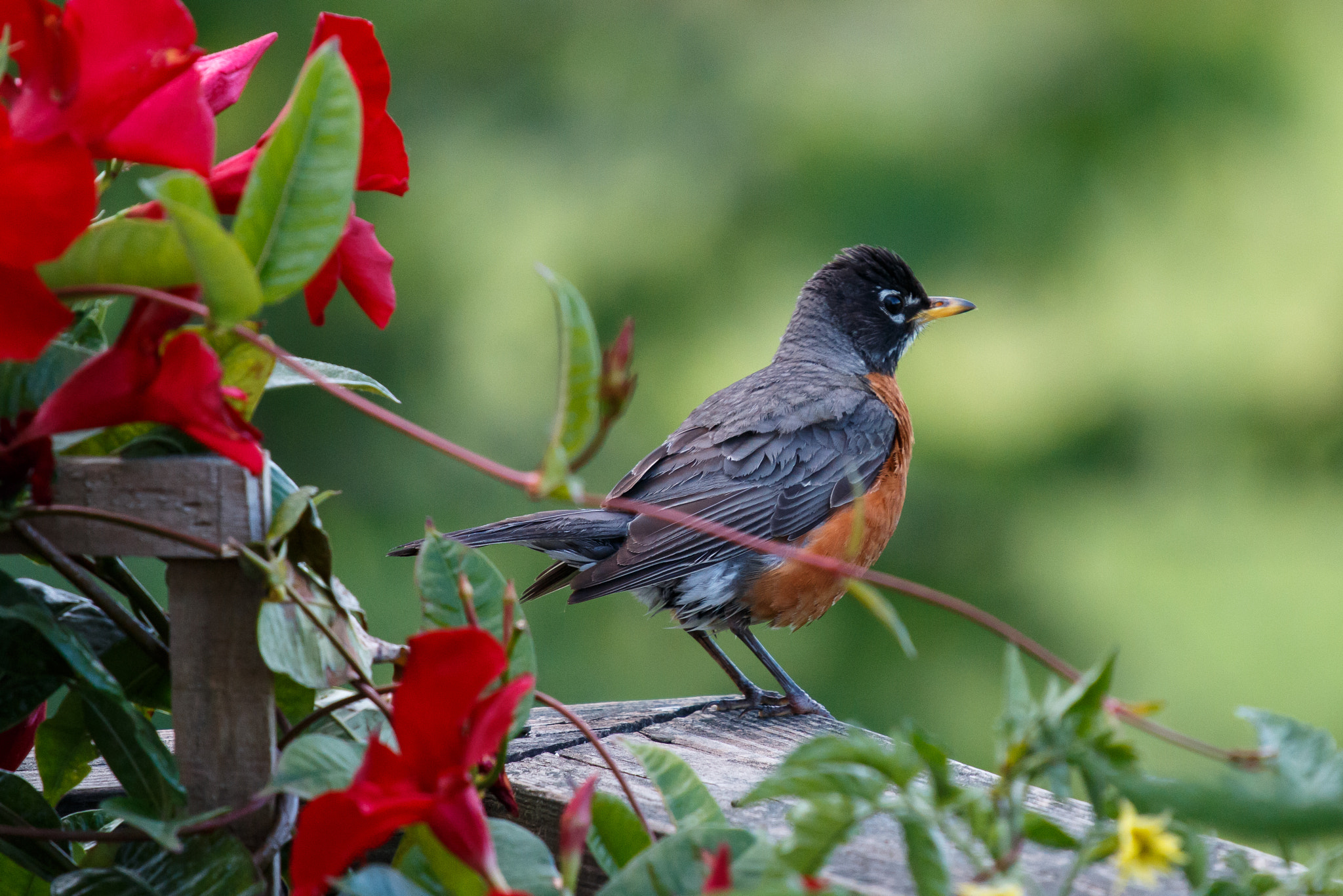 Canon EF 70-200mm F4L IS USM sample photo. American robin photography