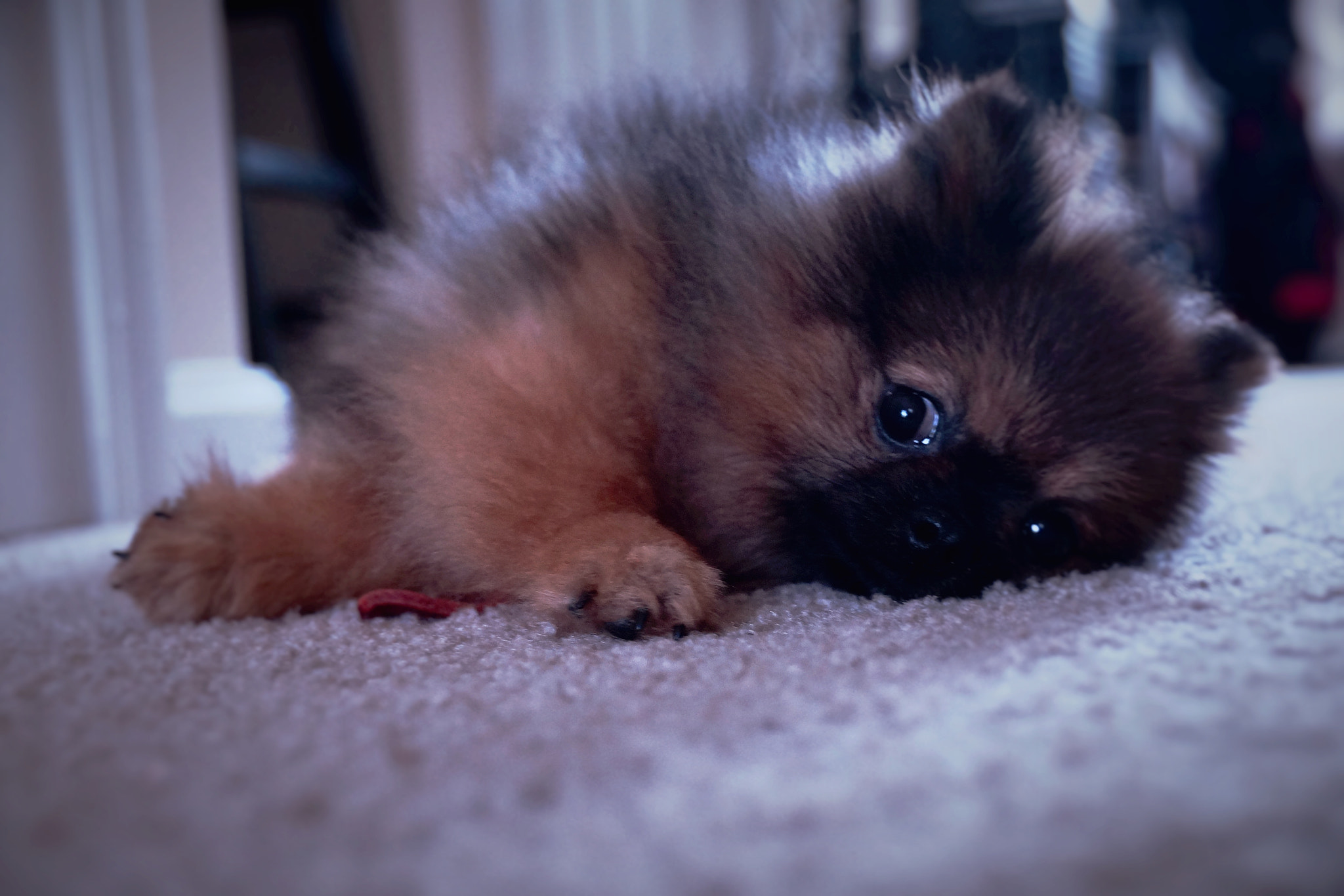 Sony DT 18-250mm F3.5-6.3 sample photo. Lazy dog photography