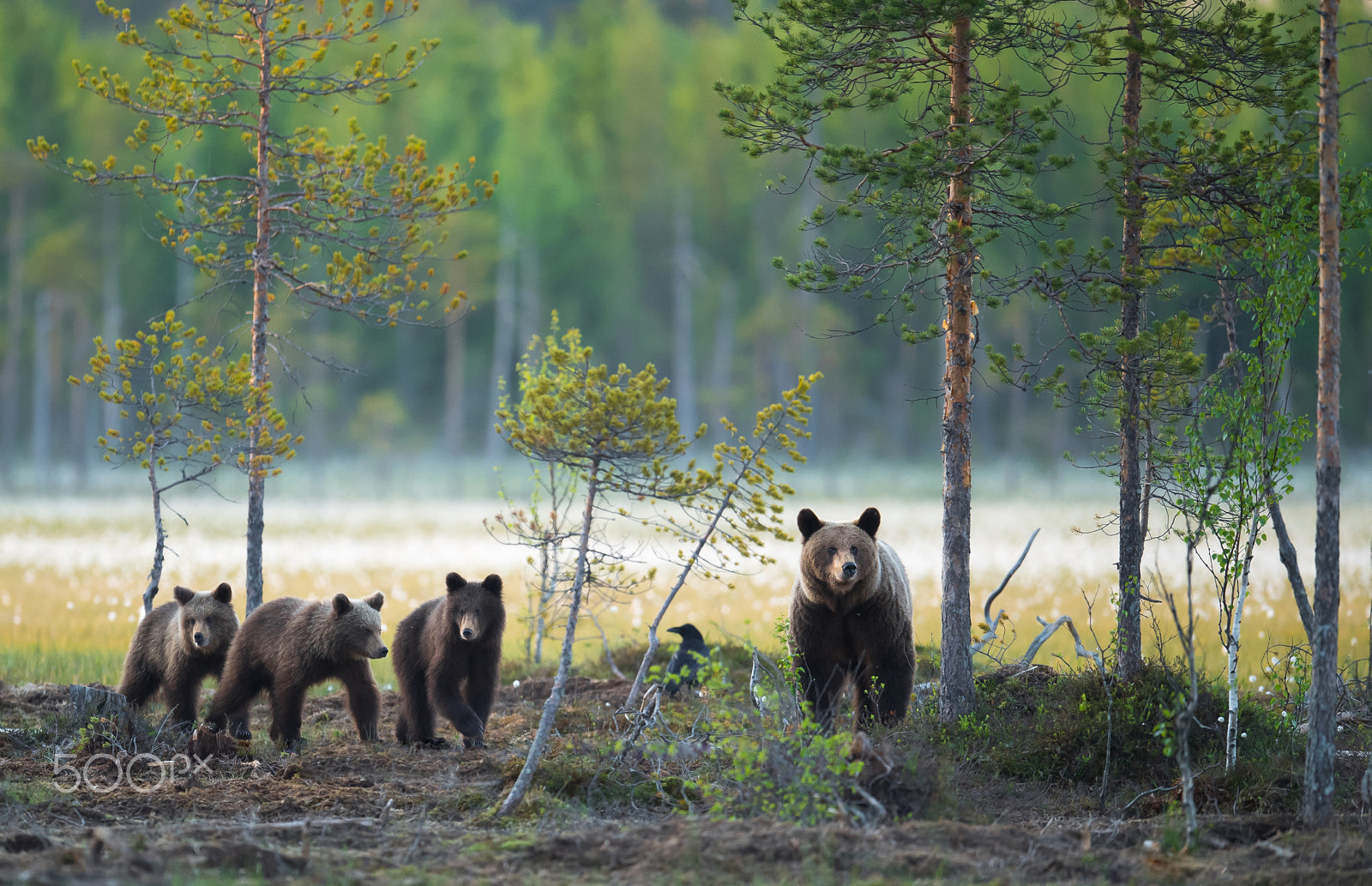 Nikon AF-S Nikkor 500mm F4E FL ED VR sample photo. The family almost complete photography