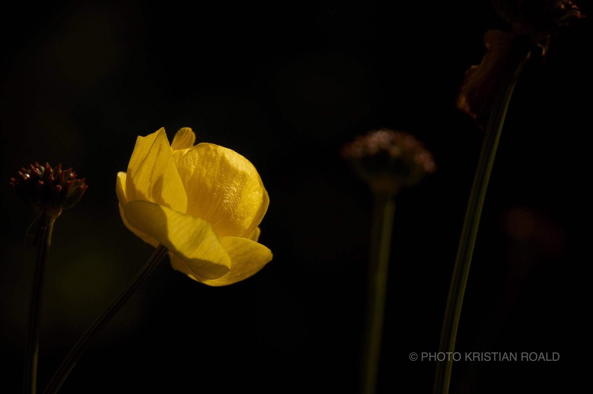 Sony 70-300mm F4.5-5.6 G SSM sample photo. Sunbathing photography