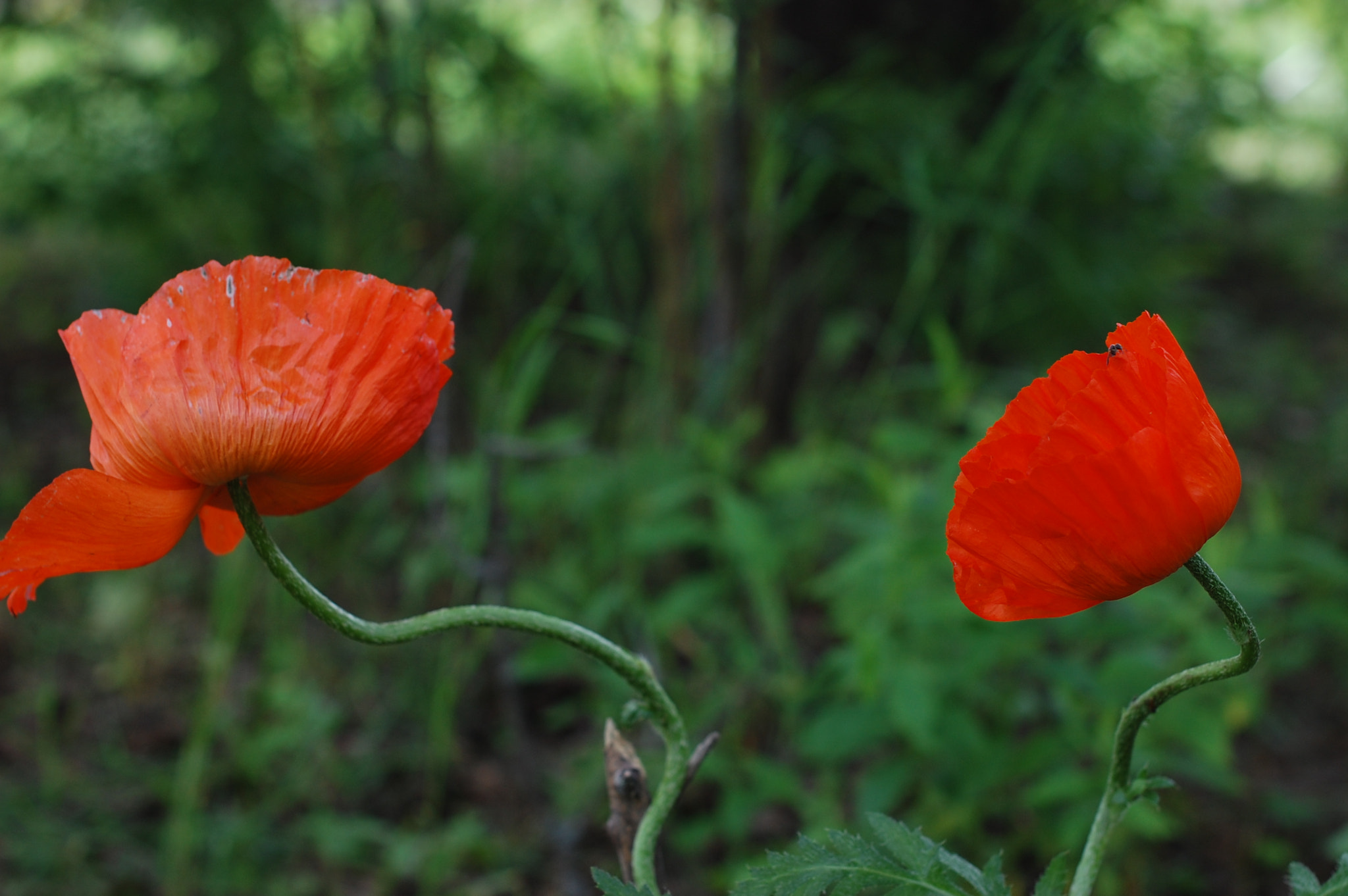 Nikon D40 + Nikon AF-S Nikkor 50mm F1.4G sample photo. At last summer! photography