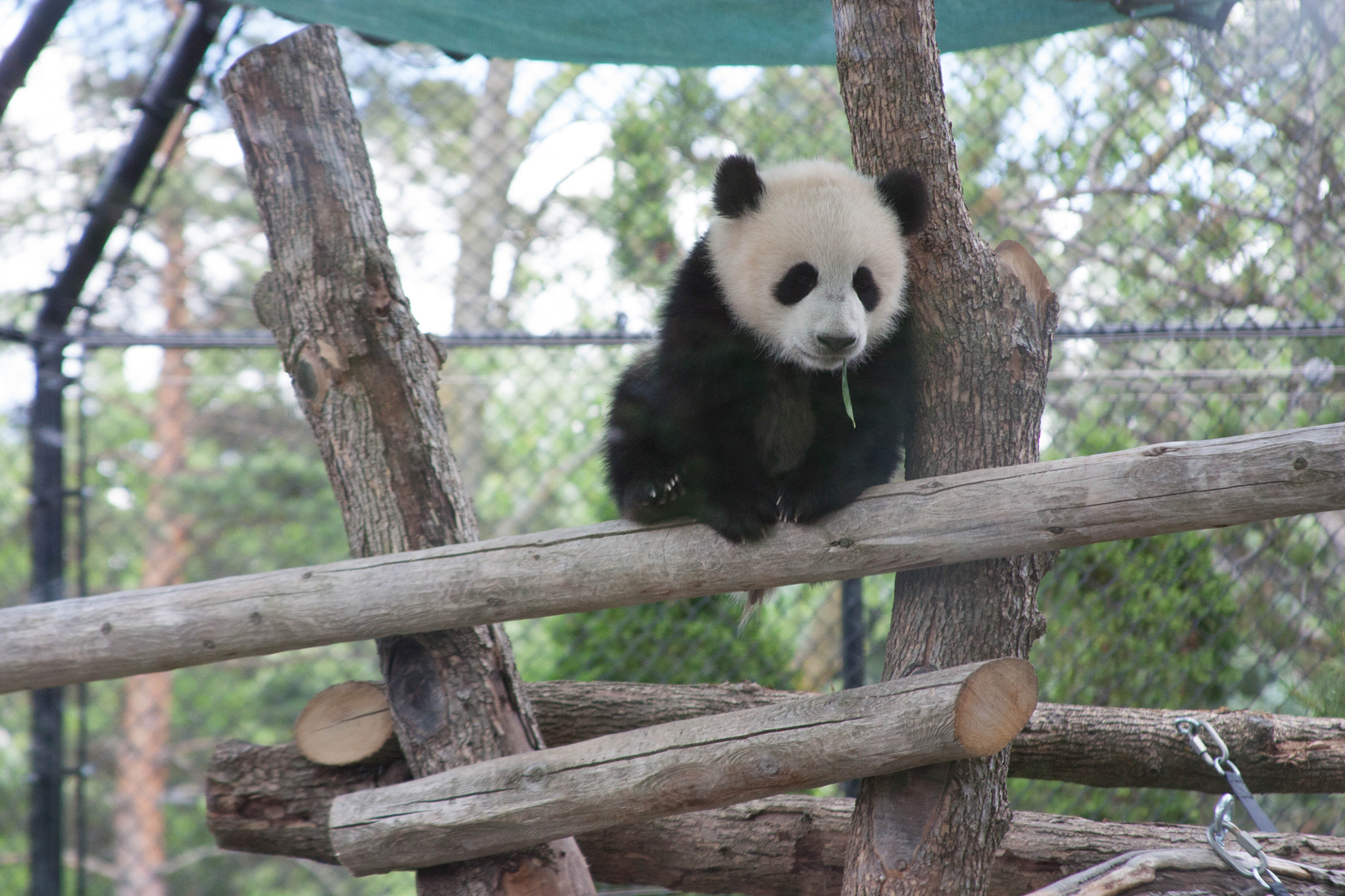 Canon EOS 450D (EOS Rebel XSi / EOS Kiss X2) sample photo. Baby panda photography