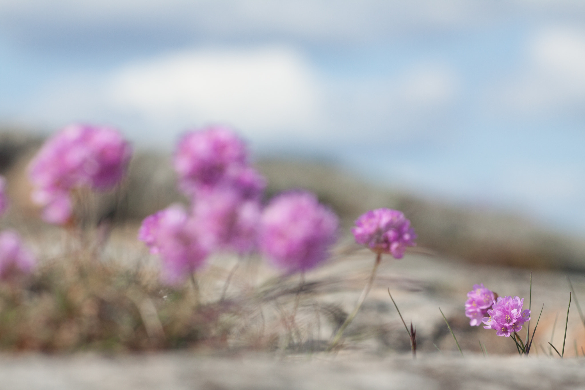 Sigma APO Macro 150mm f/2.8 EX DG HSM sample photo. Flowers a windy day photography