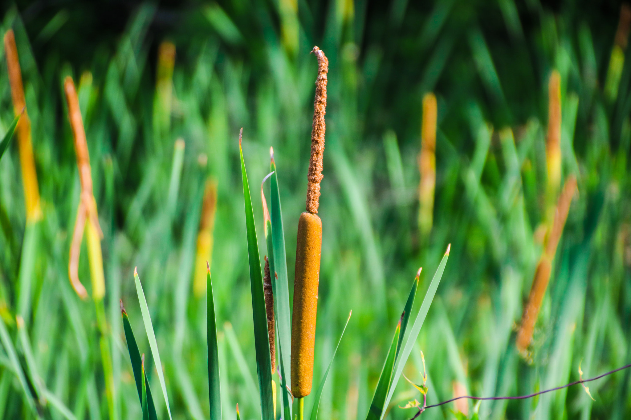 Canon 18-270mm sample photo. Cat tails in the summer photography