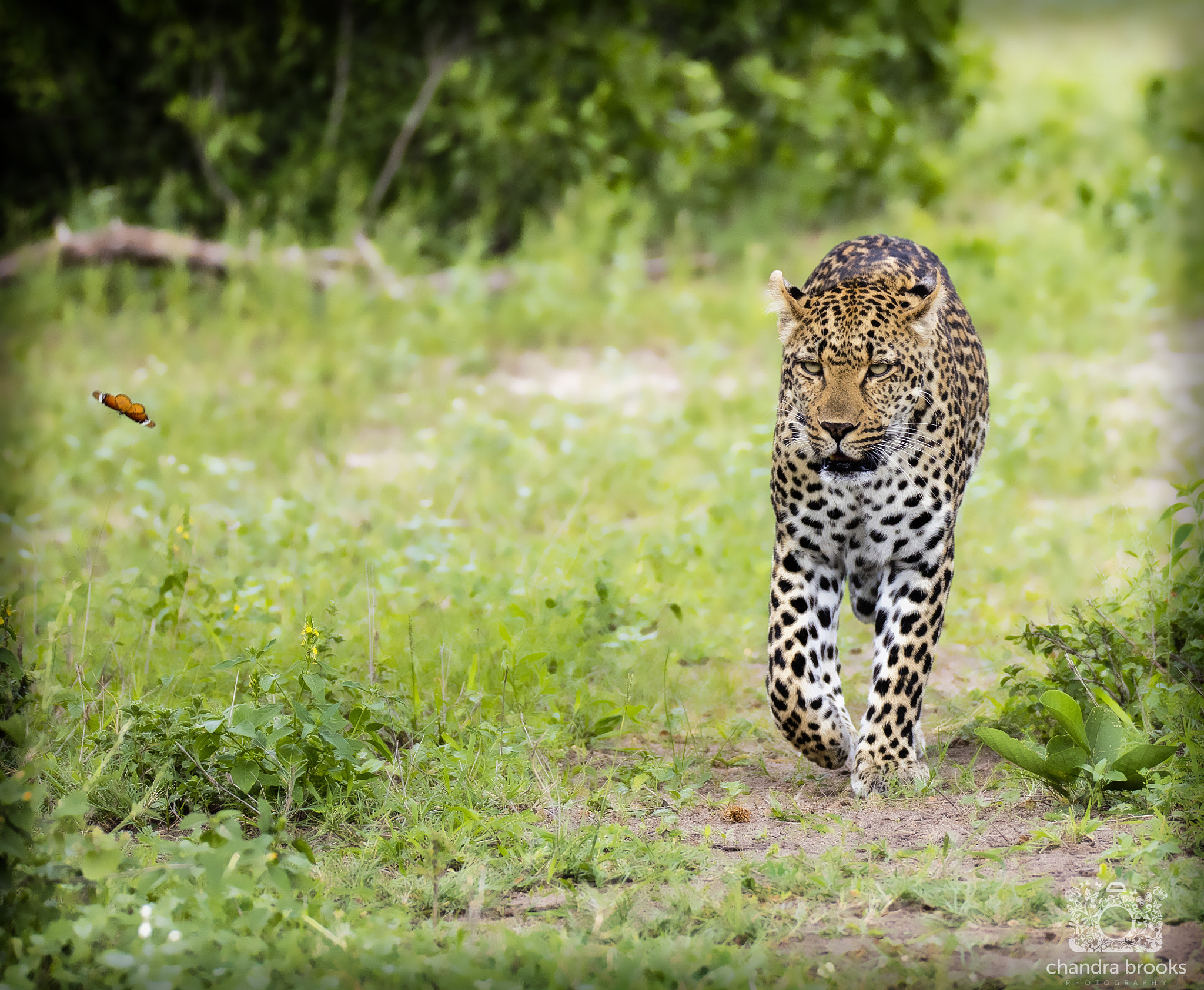 150-600mm F5-6.3 DG OS HSM | Sports 014 sample photo. Walk with a friend photography